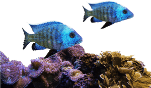 Fish, Coral, Sea, Nature, Water, Underwater, Aquarium - Transparent Coral Reefs Png, Png Download PNG with transparent background