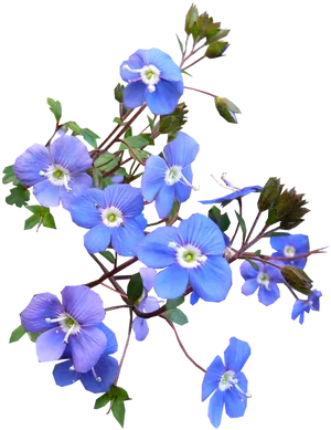 Blue Flowers Black Background PNG Image