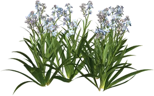 Blue Forget Me Nots Transparent Background PNG Image