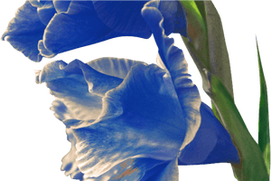Iris , Png Download - Iris, Transparent Png PNG image with transparent background