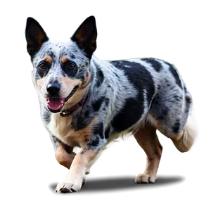 Blue Heeler Herding Png Ovq44 PNG Image