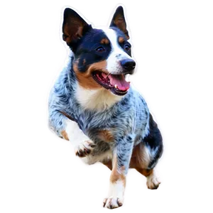 Blue Heeler In Action Png Rcy78 PNG Image