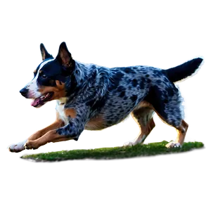 Blue Heeler In Action Png Xgs33 PNG Image