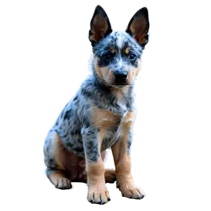 Blue Heeler Puppy Png 16 PNG Image