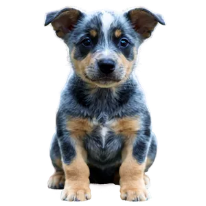 Blue Heeler Puppy Png Rsq PNG Image