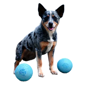 Blue Heeler With Ball Png Usu PNG Image