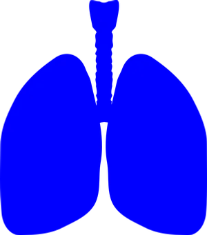 Blue Human Lungs Graphic PNG Image