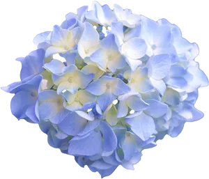 Blue Hydrangea Black Background PNG Image