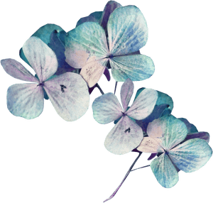 Sekadadesigns Goodnight Element ❤ Liked On Polyvore - Hydrangea, HD Png Download PNG image with transparent background