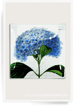 Vintage Botanical Print Hydrangea, HD Png Download PNG image with transparent background