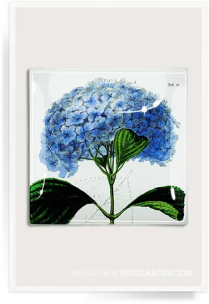 Blue Hydrangea Illustration PNG Image