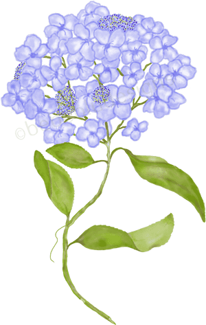 Hydrangea With Beads - Hydrangea, HD Png Download PNG image with transparent background