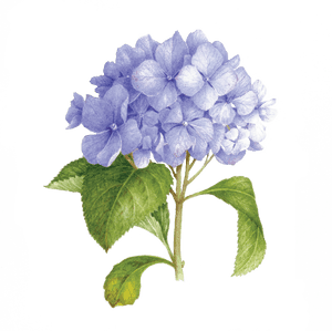 Hydrangea Watercolor Bouquet Png, Transparent Png PNG image with transparent background