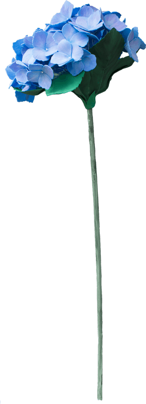 Tree, HD Png Download PNG image with transparent background