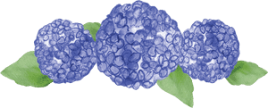 Hydrangea Serrata, HD Png Download PNG image with transparent background