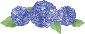 Blue Hydrangea Watercolor Illustration PNG Image