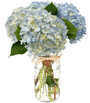 Blue Hydrangea Bouquet - Blue Hydrangeas In A Mason Jar, HD Png Download PNG image with transparent background