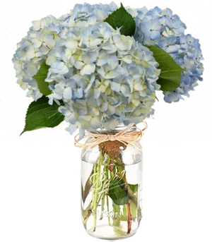 Blue Hydrangeasin Mason Jar PNG Image