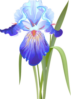 Clipart Of Iris Flower Graphic Free Library Orris Root - Iris Clip Art, HD Png Download PNG with transparent background