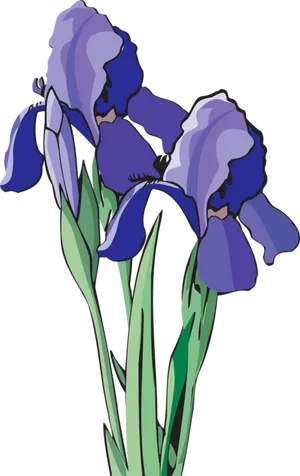 Blue Iris Flowers Illustration PNG Image