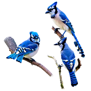 Blue Jay In Flight Sequence Png Rpc PNG Image