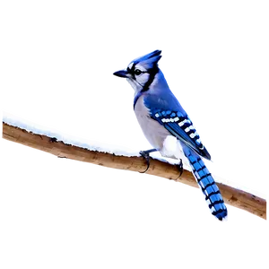 Blue Jay In Winter Scene Png 06262024 PNG Image