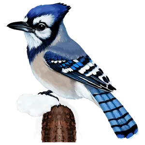 Blue Jay In Winter Scene Png Klw PNG Image