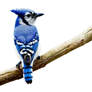 Blue Jay Perching Branch Png 06262024 PNG Image