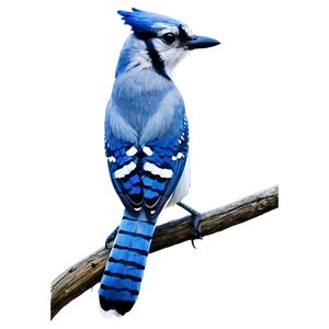 Blue Jay Perching Branch Png Mxa PNG Image