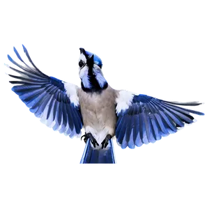 Blue Jay With Open Wings Png Imn PNG Image