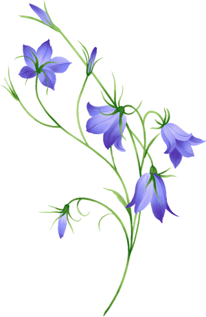 Morning Glory, Bellflower, Leaf, Nature - Flower Bell Png, Transparent Png PNG image with transparent background