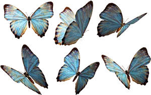 Blue Morpho Butterflies Collection PNG Image