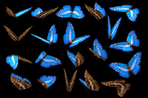 Blue Morpho Butterfliesin Flight PNG image with transparent background