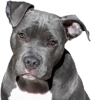 Blue Nose Pitbull Portrait PNG Image