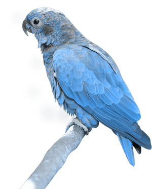 Blue Parrot Png PNG image with transparent background