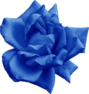 Blue Rose Black Background PNG Image