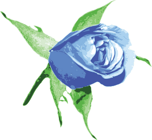 Plant,flower,rose Order - Transparent Png Blue Rose Png Hd, Png Download PNG image with transparent background