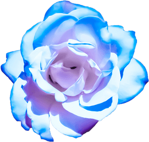 Blue Roses Png Pink, Transparent Png PNG with transparent background