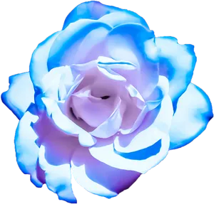 Blue Rose Isolatedon Gray Background.png PNG Image