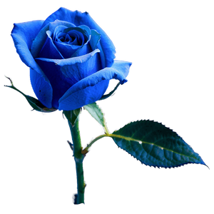 Blue Rose PNG 10 PNG image with transparent background