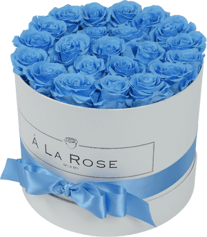 Orbdeluxe- Baby Blue Roses - Blue Rose, HD Png Download PNG with transparent background