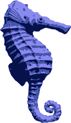 Blue Seahorse - Seahorse Png Blue, Transparent Png PNG image with transparent background