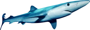 Blue Shark Swimming Profile PNG Image