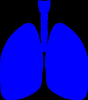 Blue Silhouette Human Lungs PNG image with transparent background