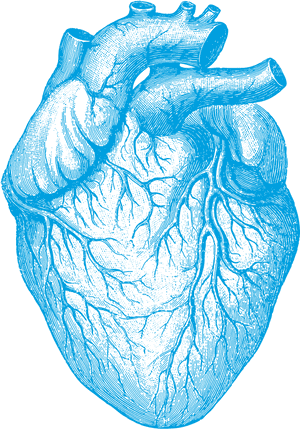 Human Heart , Png Download - Illustration Of The Human Heart, Transparent Png PNG image with transparent background