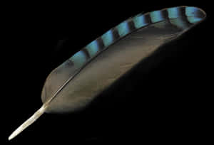 Feather Png Image - Bird Feather Png, Transparent Png PNG image with transparent background