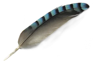 Blue Striped Featheron Black Background.jpg PNG Image