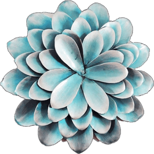Succulents Png, Transparent Png PNG image with transparent background