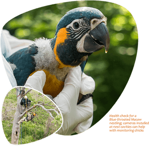 Blue Throated Macaw Health Check PNG image with transparent background