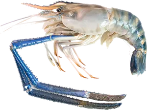 Blue Tinged Prawn Isolated PNG Image